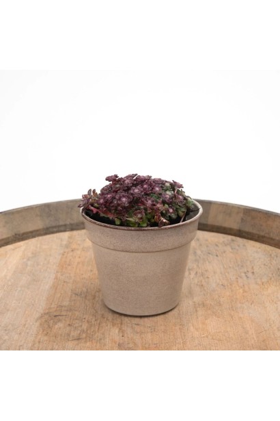 Очиток ложколистий Пурпуреум в горщику